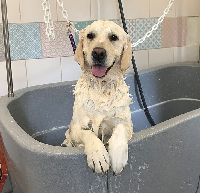 labrador prenant un bain